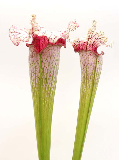 Sarracenia leucophylla „Rosa Panther“