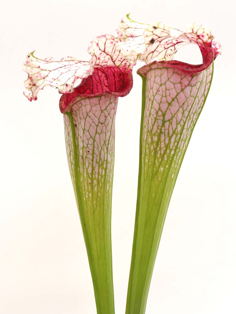 Sarracenia leucophylla „Rosa Panther“