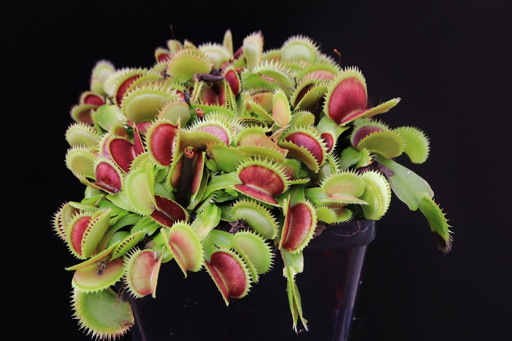 Dionaea muscipula "Parise tiger"