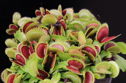 Dionaea muscipula "Parise tiger"