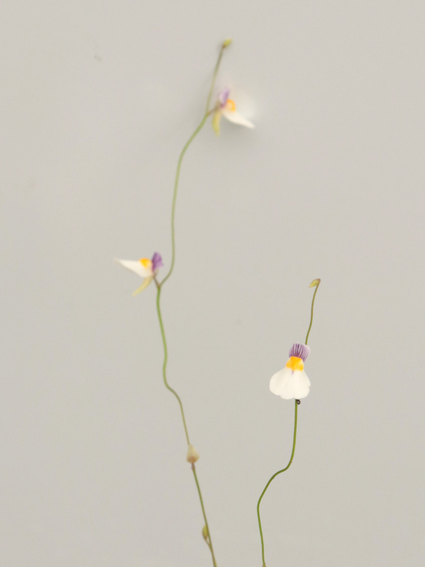 Utricularia parthenopipes