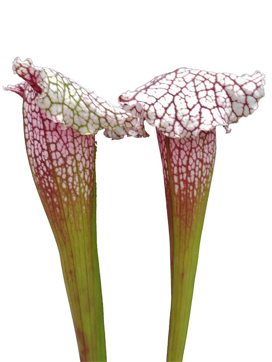 Sarracenia "Pink thing"