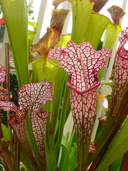 Sarracenia leucophylla „Rosa Vene“ Derek Clavell