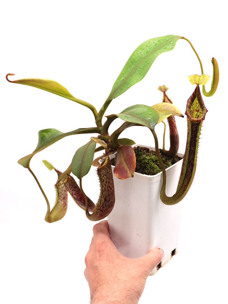 Nepenthes platychila