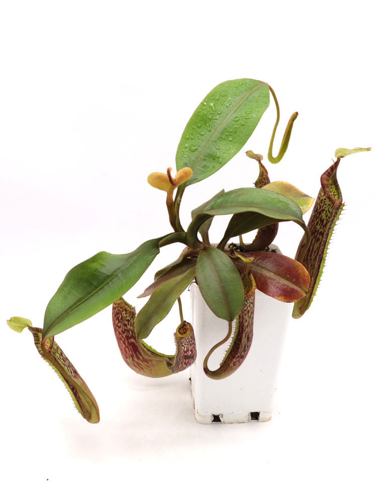 Nepenthes platychila