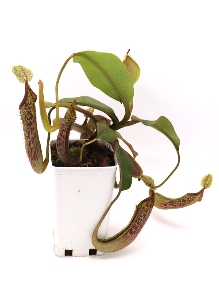 Nepenthes platychila