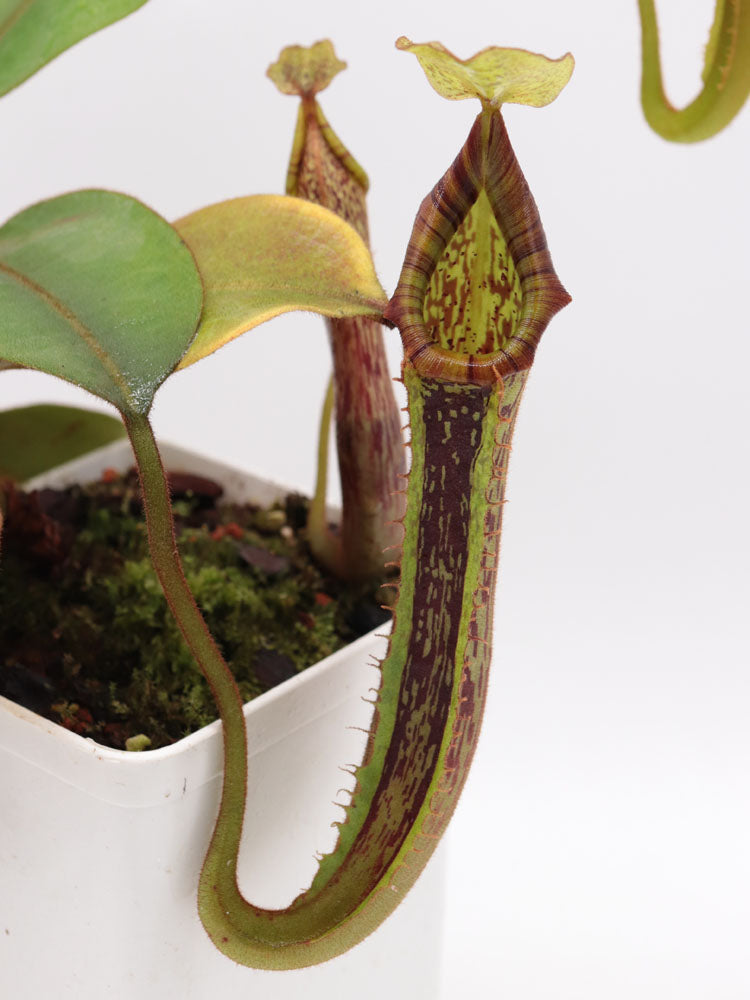 Nepenthes platychila