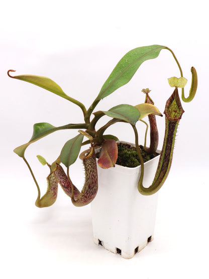 Nepenthes platychila