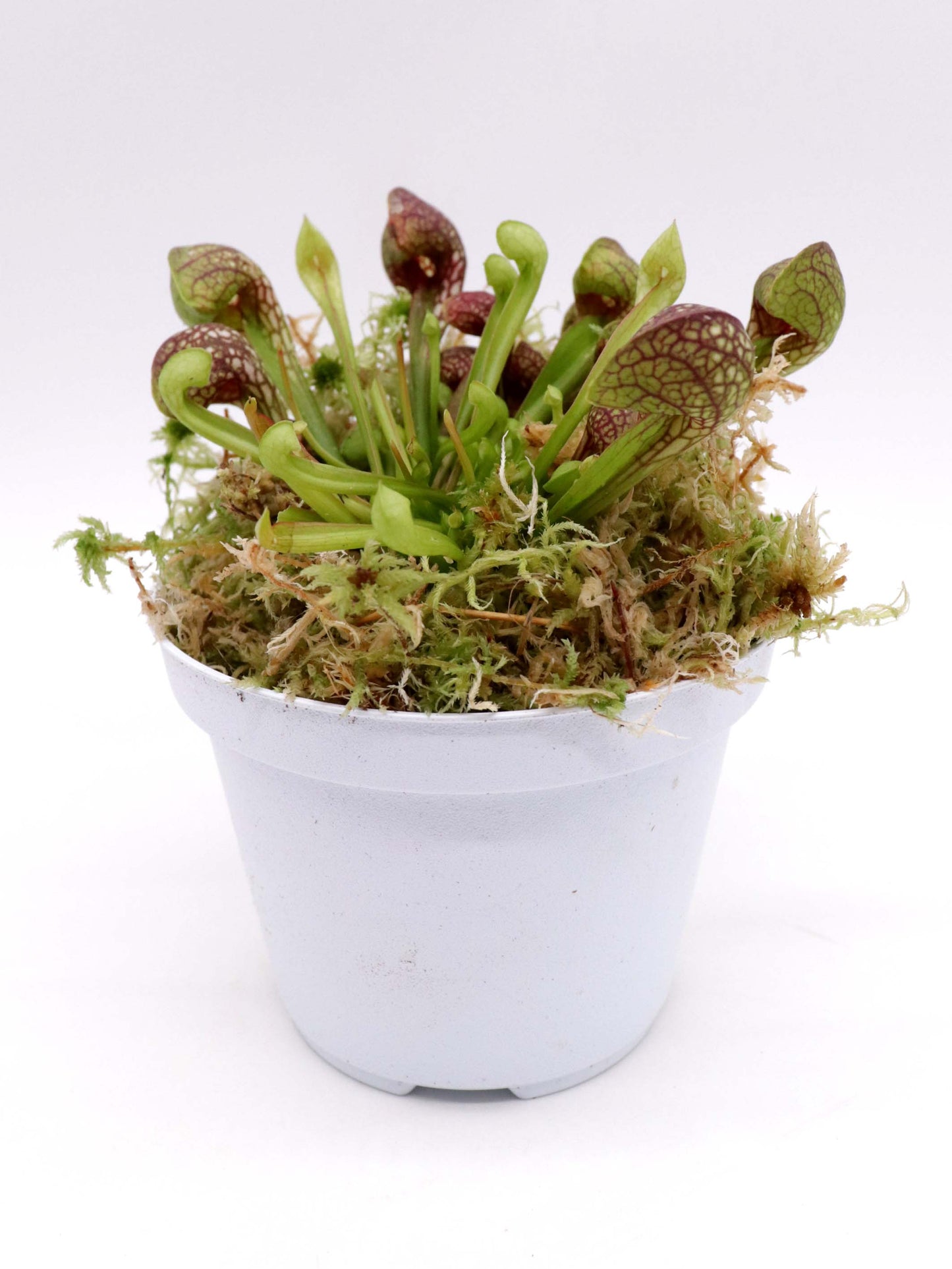 Sarracenia psittacina con bordatura di sfagno vivo