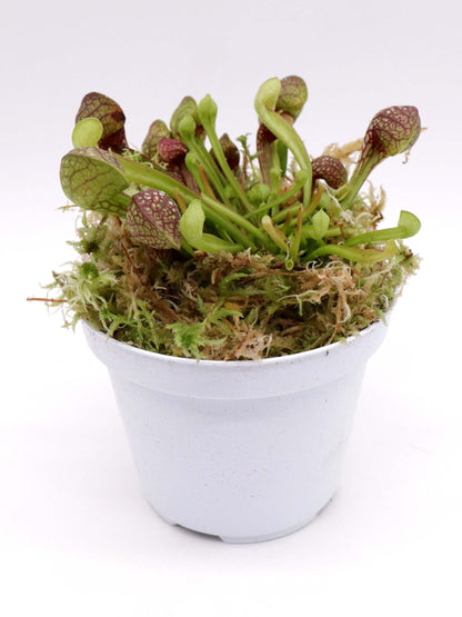 Sarracenia psittacina con bordatura di sfagno vivo