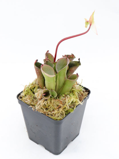 Heliamphora pulchella Chimanta Tepui