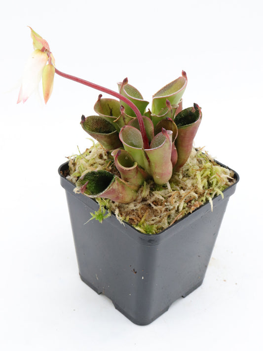 Heliamphora pulchella Chimanta Tepui