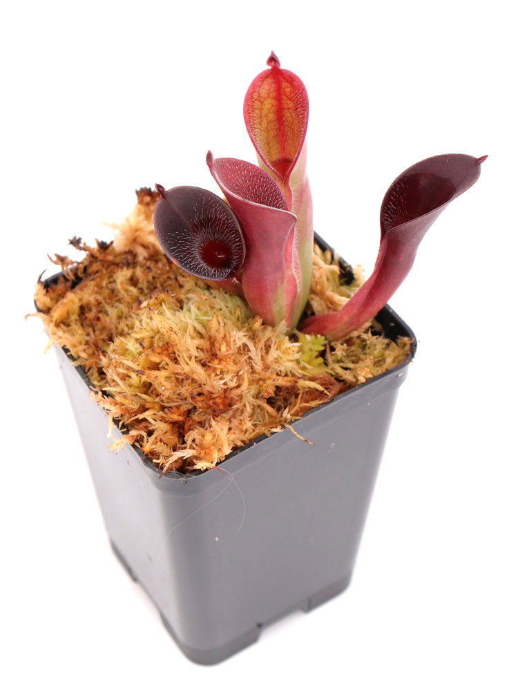 Heliamphora pulchella Akopan Tepui