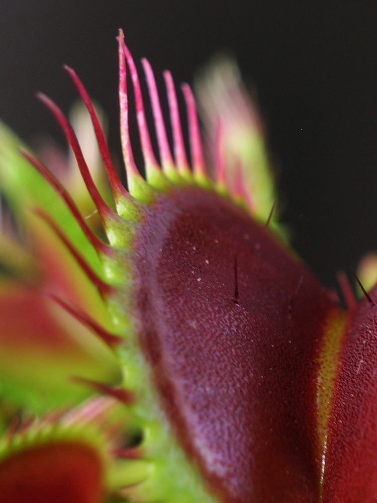 Dionaea muscipula  Dracula x Purple Giant