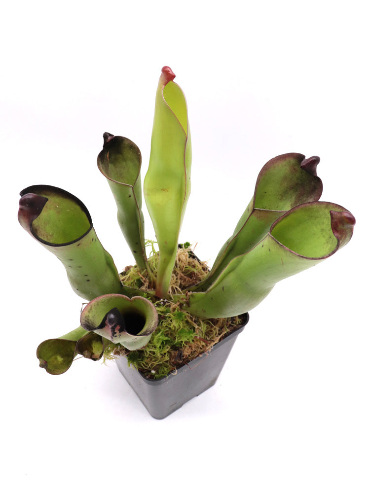 Heliamphora purpurascens Ptari tepui, Venezuela