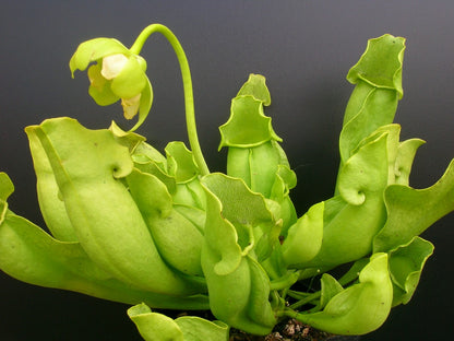 Sarracenia purpurea ssp. venosa f. heterophylla