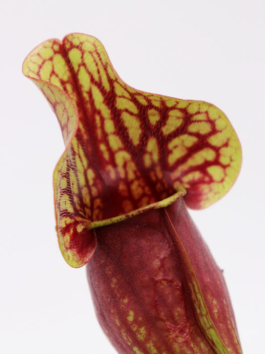 Sarracenia purpurea hybrid "Dracula"