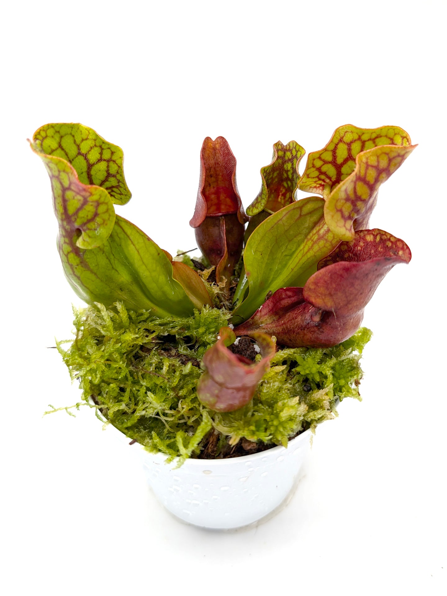 Sarracenia purpurea ssp. purpurea New Jersey USA SEEDGROW