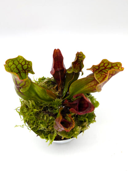 Sarracenia purpurea ssp. purpurea New Jersey USA SEEDGROW