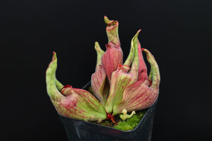 Sarracenia purpurea "Smurf"