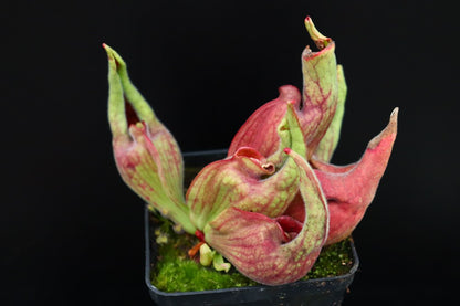 Sarracenia purpurea "Smurf"