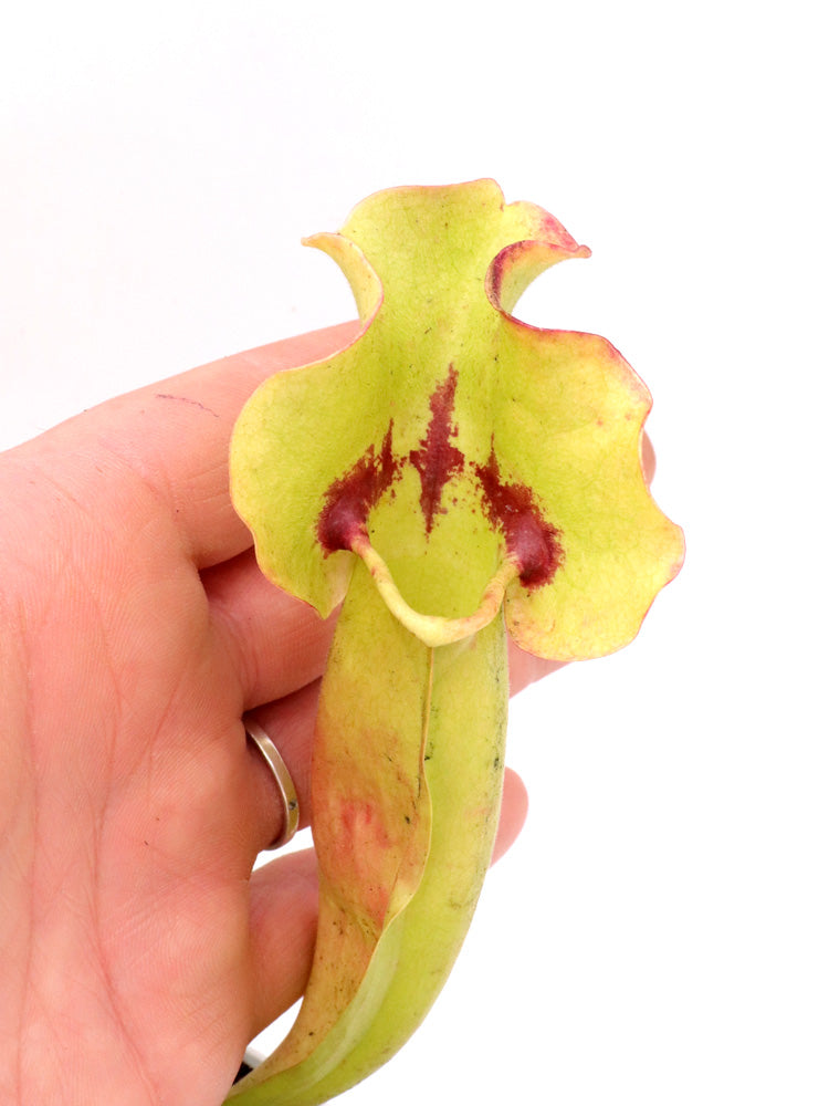 Sarracenia 'Trauer' x SELBST