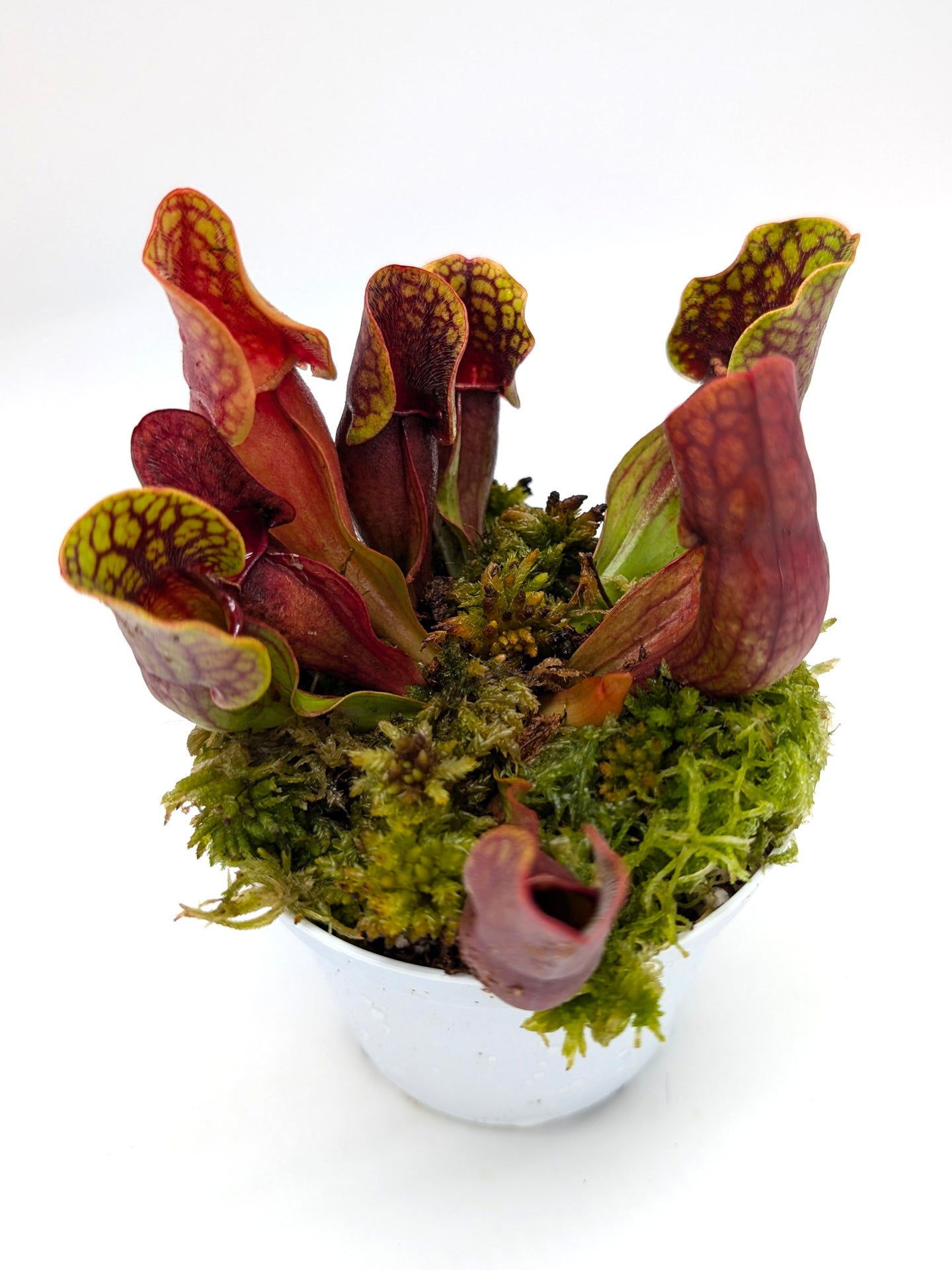 Sarracenia purpurea ssp. purpurea Seedgrow