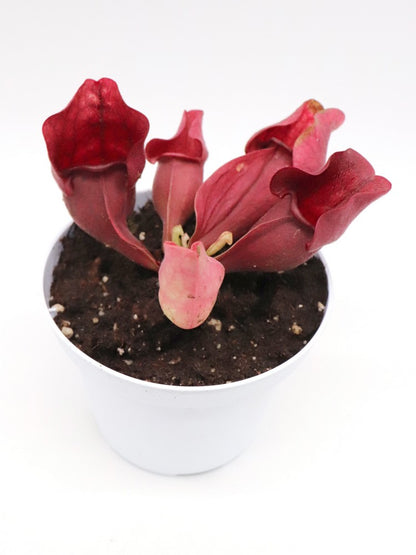 PV6 GC Sarracenia purpurea ssp. venös „sehr rot“