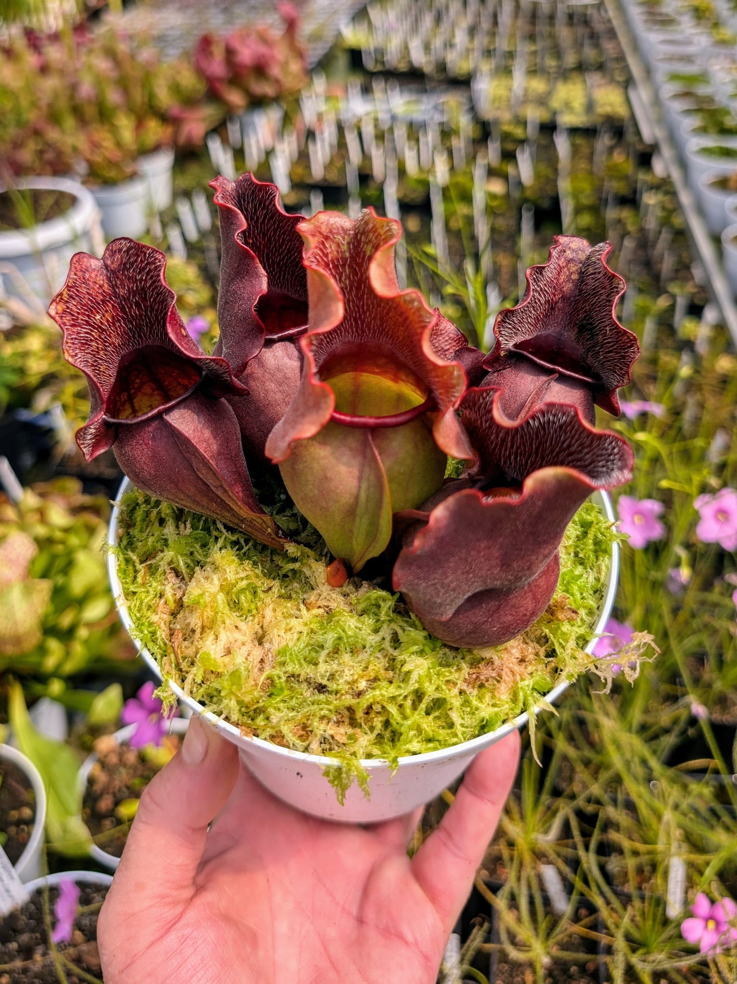 Sarracenia purpurea spp. venosa 'Buddha Belly'