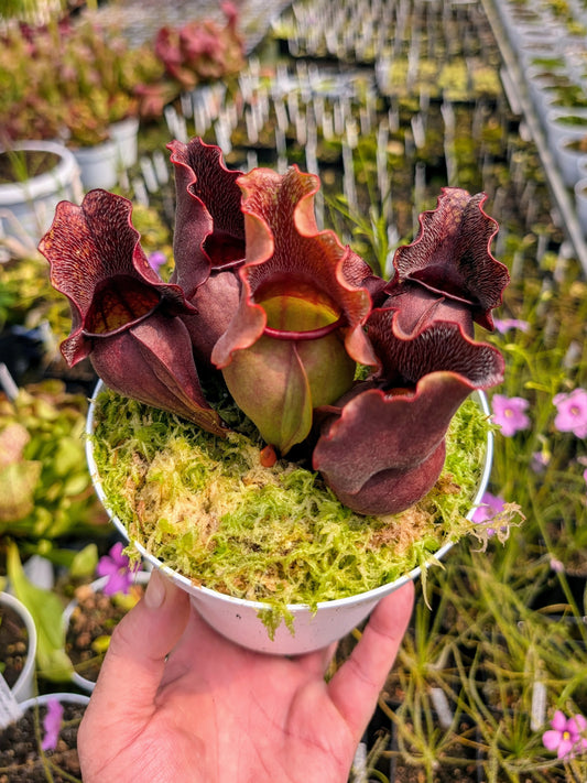 Sarracenia purpurea spp. venosa 'Buddha Belly'