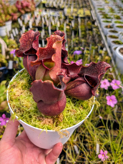 Sarracenia purpurea spp. venosa 'Buddha Belly'