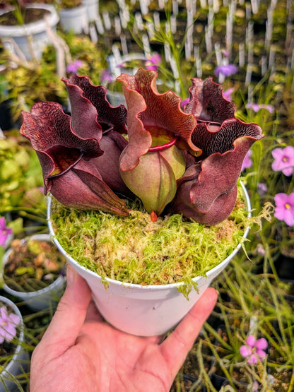 Sarracenia purpurea spp. venosa 'Buddha Belly'