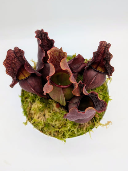 Sarracenia purpurea spp. venosa 'Buddha Belly'