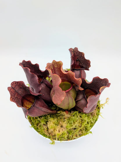 Sarracenia purpurea spp. venosa 'Buddha Belly'