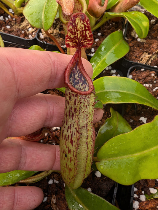 Nepenthes platychila x minima