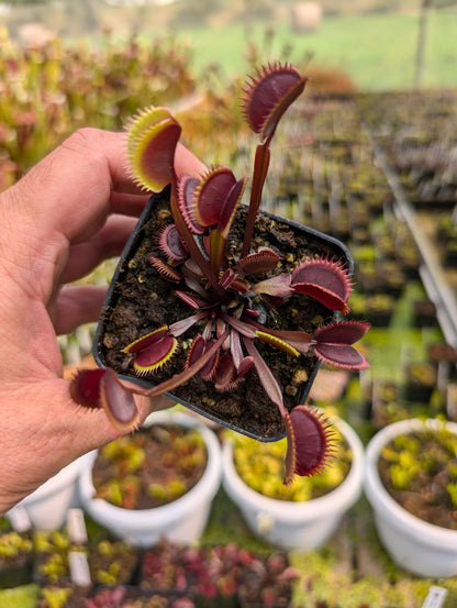 Dionaea muscipula 'Bohemian garnet'