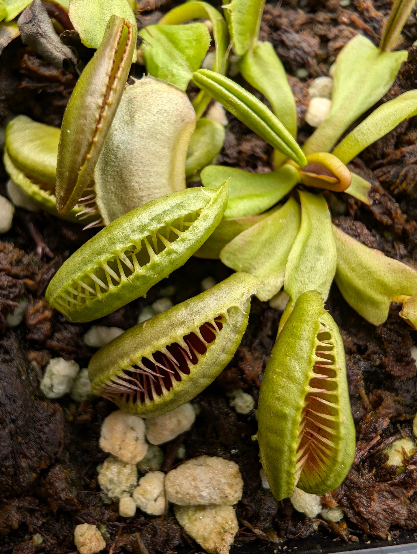 Dionaea muscipula "GJ Maratchi"