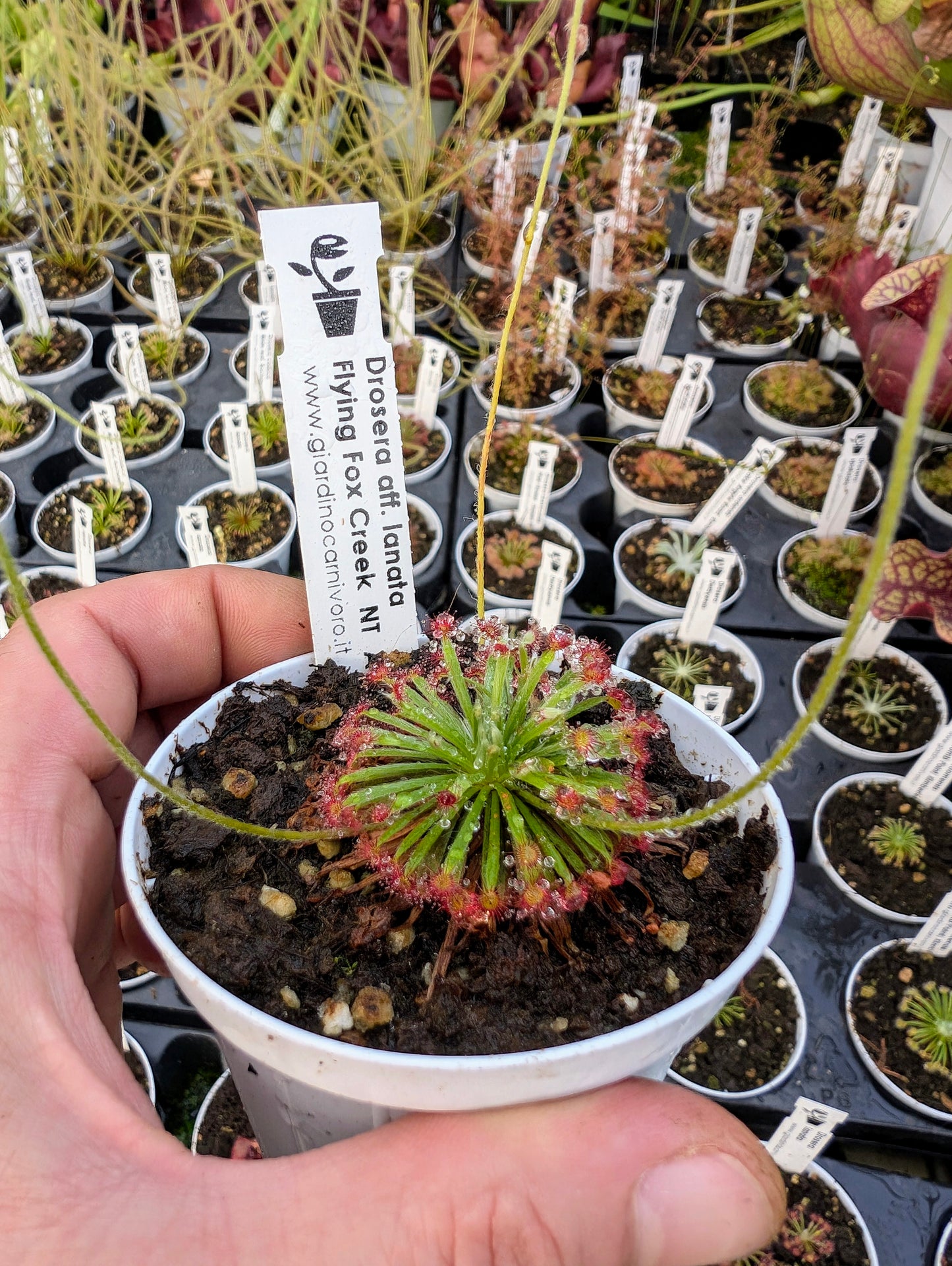 Drosera aff. lanata Flying Fox Creek, NT, Australia