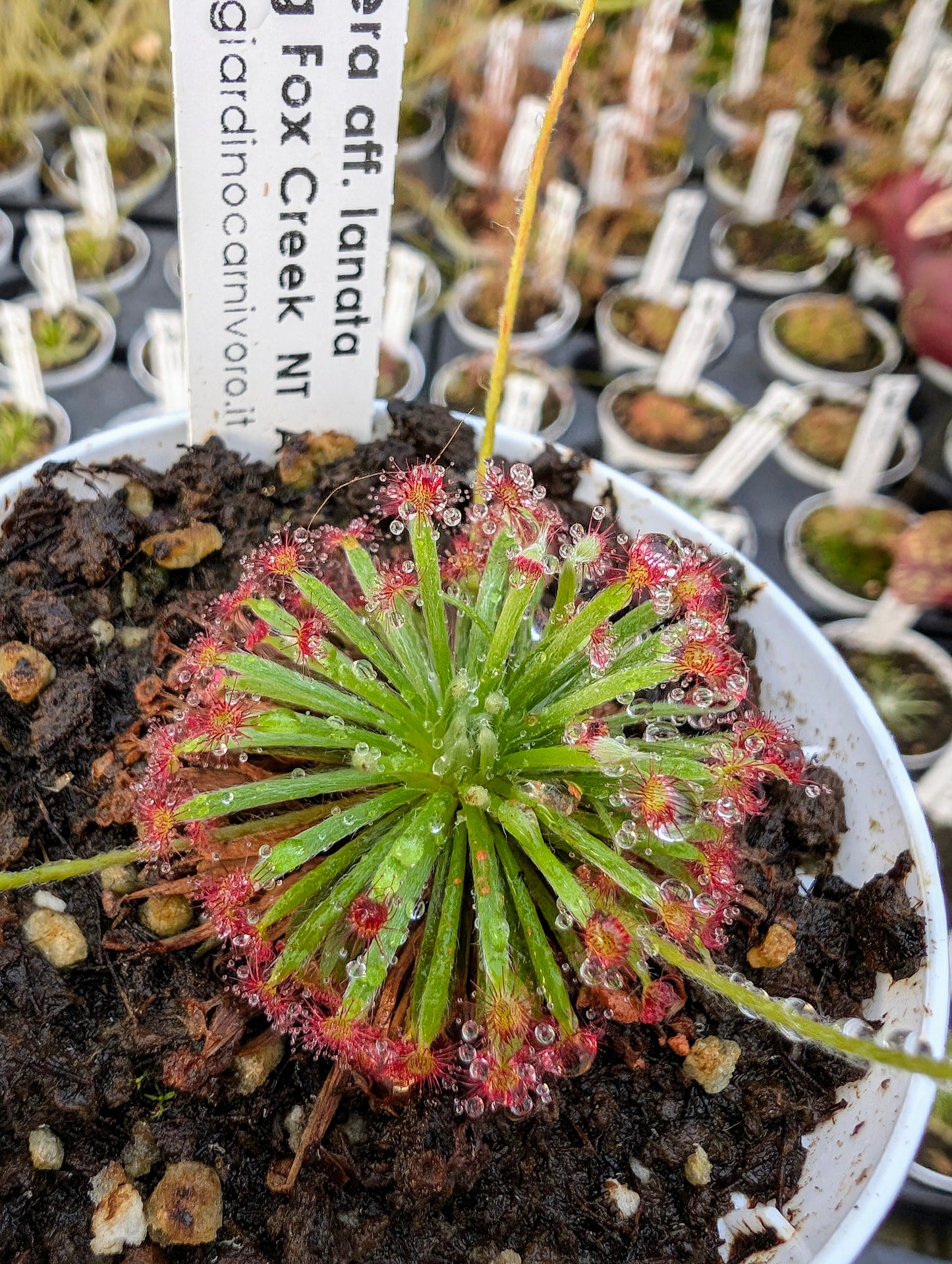 Drosera aff. lanata Flying Fox Creek, NT, Australia