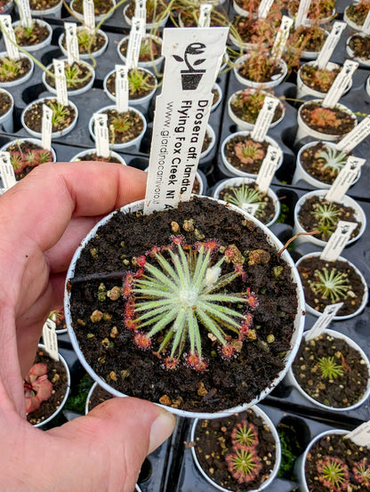 Drosera aff. lanata Flying Fox Creek, NT, Australia