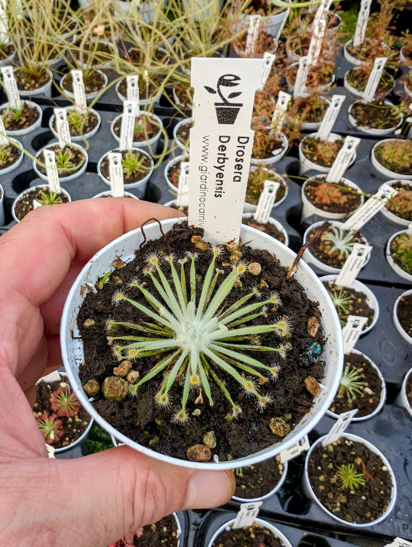 Drosera derbyensis