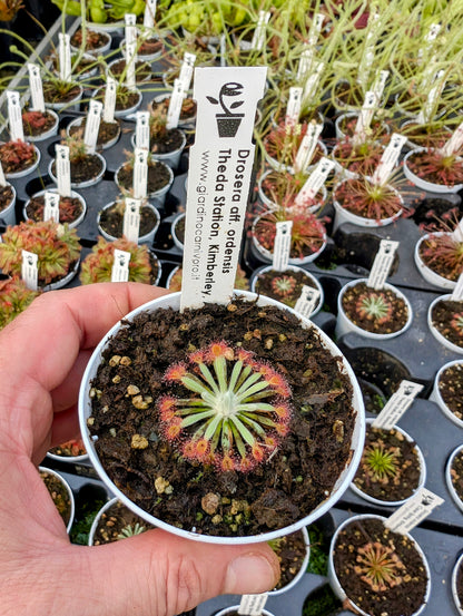 Drosera aff. ordensis Theda Station, Kimberley, AU