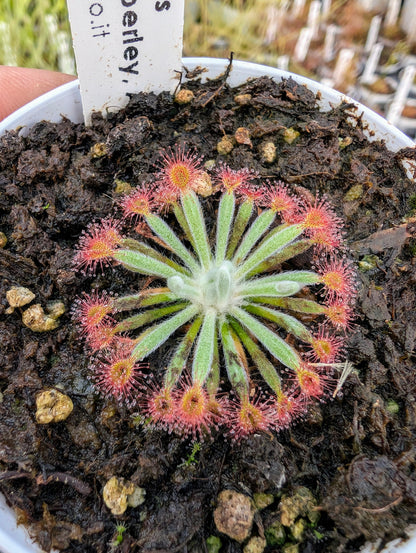 Drosera aff. ordensis Theda Station, Kimberley, AU