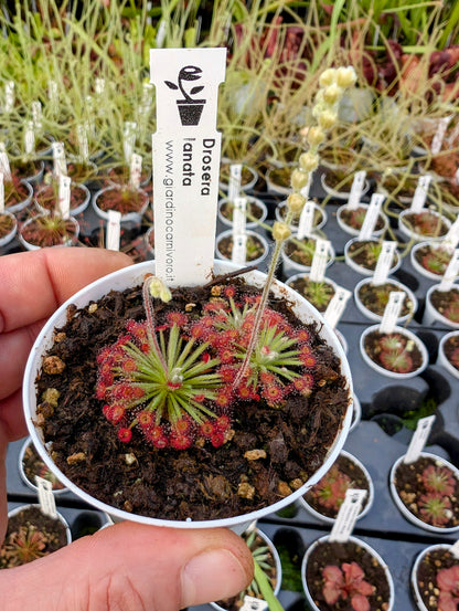 Drosera lanata