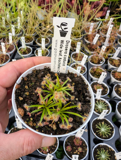 Drosera caduca Bachsten Creek, Kimberley, AU