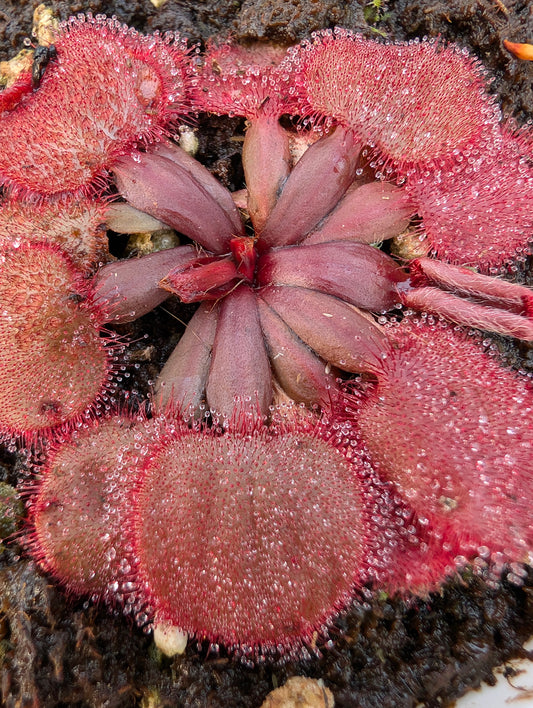 Drosera falconeri  Palmerston x Wangi  NT Australia