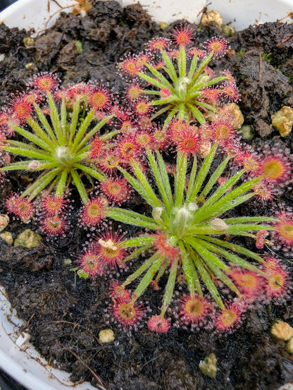 Drosera lanata