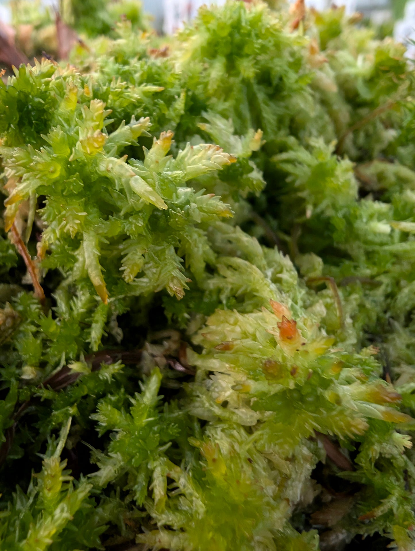 Lebendes Sphagnum Squarrosum-Palustre PREMIUM-QUALITÄT