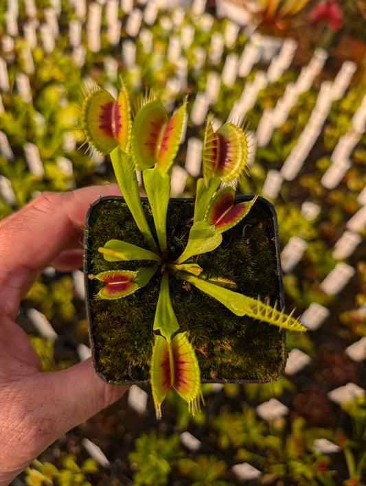 Dionaea muscipula "H3 Giant"