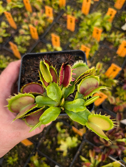 Dionaea muscipula "Ellis Shark Teeth"